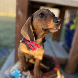 Copper - Red male Dachshund puppy in Sulphur Springs, Texas from Waggin Beach Paradise Doxies