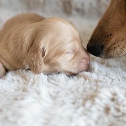 Dachshund Puppies from CTX Doxies