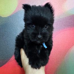 Jett - Liver male Yorkshire Terrier puppy in Flowood, Mississippi from Prissy PawPals