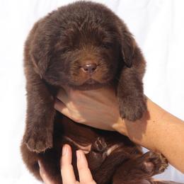 Ricky (grey collar) - Brown male Newfoundland puppy in Kimball Twp, Michigan from Pine River Newfoundlands