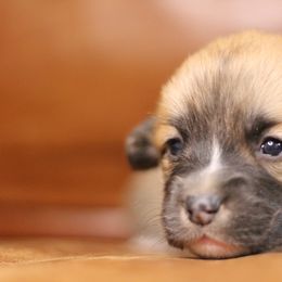 Pembroke Welsh Corgi Puppies from Ayers Acres Corgis