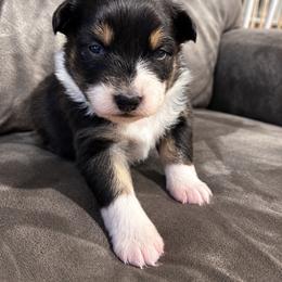 Rue - Black tri-color female Australian Shepherd puppy in Mcmillan, Michigan from Hall-N-Auss Australian shepherds