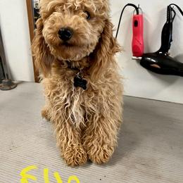 Ella - Poodle