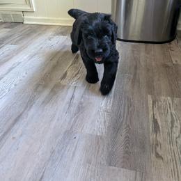 Giant Schnauzer Puppies from Princess Vivi Giant Schnauzer