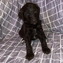 Sheba - Brown Poodle puppy in Gallatin, Tennessee from BRosie 9  Standard Poodles