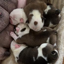 Buzz - Red and white male Bulldog puppy in Fayettville Ar, Arkansas from Ozark Bulldogs and doodles