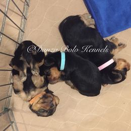 Assorted Doodle Crosses, Double Doodle, Maltipoo, Morkie, and Yorkipoo Puppies from Danza Bolo