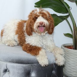 Maggie - Australian Labradoodle