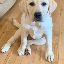 Labrador Retriever Puppies from Mi Royal Labradors