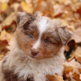 Red Merle Male - Red merle male Miniature American Shepherd puppy in Tiskilwa, Illinois from First Harmony Farms