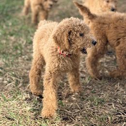 Poodle Puppies from Regal Crest Poodles