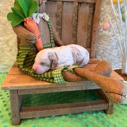 Greg - Parti male Goldendoodle puppy in Bucyrus, Missouri from Hill Top Pomskies