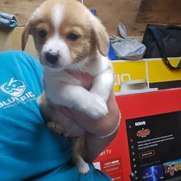 Light blue boy - White and fawn male Pembroke Welsh Corgi puppy in Orange, Virginia from CL&L Corgi's
