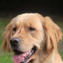Bella - Golden Retriever