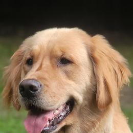 Bella - Golden Retriever