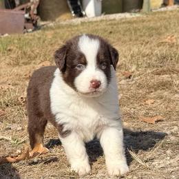 Red Tri Female - Red tri-color female Australian Shepherd puppy in Rolla, Missouri from Lazy J Aussies