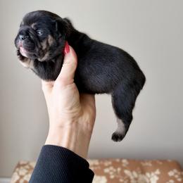 Jackie - Black and tan female French Bulldog puppy in Upper Sandusky, Ohio from Rock Run Homestead