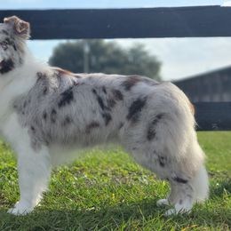 Border Collie All Grown Up from Coylety Kennel