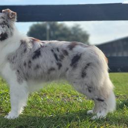 Border Collie All Grown Up from Coylety Kennel
