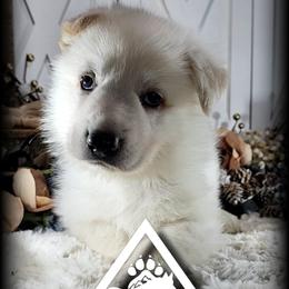 Artemis - White male German Shepherd puppy in Sequim, Washington from German Shepherd Haus