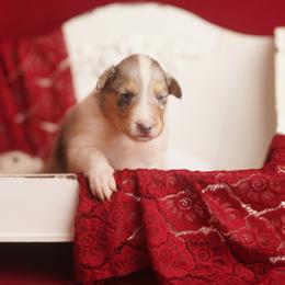 Marquis - Blue merle white and tan male Collie puppy in Blacksburg, Virginia from Blackberry Hills Cattle dogs and Collies