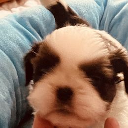 Luke - Red and white male Shih Tzu puppy in Troy, Virginia from Shihtzu by Tiamaria