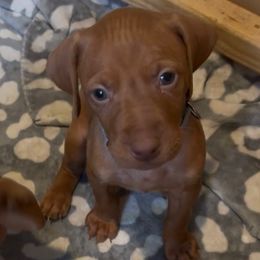 Zeke - Golden rust male Vizsla puppy in Plymouth, Minnesota from Carlson Vizslas