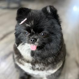 Kanao - Pomeranian