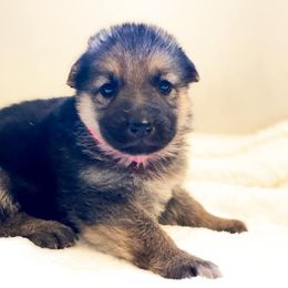 German Shepherd Puppies from Peak Performance k9’s