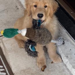Golden Retriever Puppies from Dogwood Springs Golden Retrievers