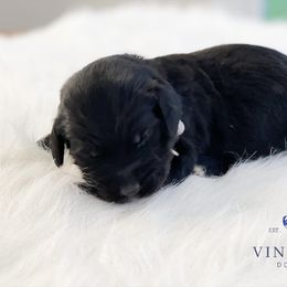 Bernedoodle and Goldendoodle Puppies from Vineyard Doodles
