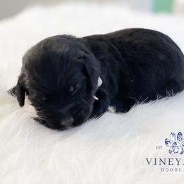 Bernedoodle and Goldendoodle Puppies from Vineyard Doodles