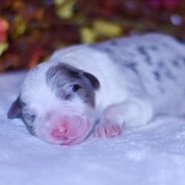 Forrest - Blue merle male Australian Shepherd puppy in Easton, Missouri from MMA Kennel