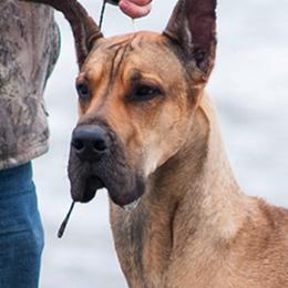 Great Danes from Great Alaskan Danes