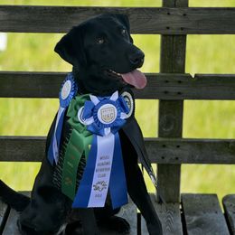 Reed - Labrador Retriever