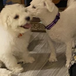 Bichon Frise All Grown Up from BichonSTL