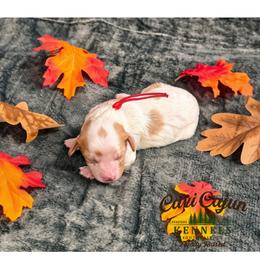 Red- Autumn - female Cavapoochon puppy in Kountze, Texas from CaviCajun Kennels