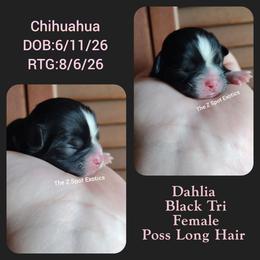 Dahlia - Black and tan female Chihuahua puppy in Dandridge, Tennessee from The Z Spot Exotics