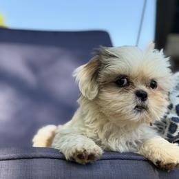 Mal-Shi, Maltese, Maltipoo, Poodle, and Shih Tzu Puppies from Joy-Fur Puppies