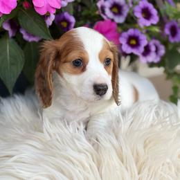 Poppy - Dapple female Dachshund puppy in Mayville, Michigan from Teenie Little Hearts