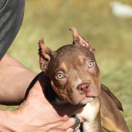Atlantis - Chocolate tri-color male American Bully puppy in Orlinda, Tennessee from SimplyBullies