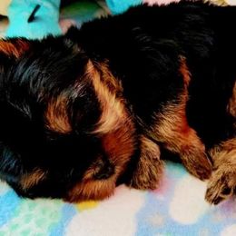 Yorkshire Terrier Puppies from Twilights Yorkies FL