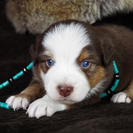 Miniature Australian Shepherd Puppies from Mini Aussie Tails