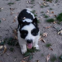 "The angry Tiki God!" Native American Indian Dog Puppies from Night Eyes NAIDs:Native American Indian Dog Preservation Project