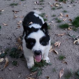 "The angry Tiki God!" Native American Indian Dog Puppies from Night Eyes NAIDs:Native American Indian Dog Preservation Project