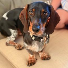 Poppy - Dachshund