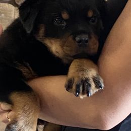 Cane Corso and Rottweiler Puppies from Hause of Rry Rotties & Cane Corso