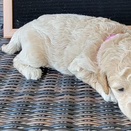Purple Girl - Scarlet - Cream Goldendoodle puppy in Eagle Mountain, Utah from Our Little Doodles
