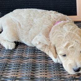 Purple Girl - Scarlet - Cream Goldendoodle puppy in Eagle Mountain, Utah from Our Little Doodles