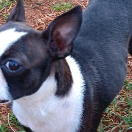 Boston Terriers and Pembroke Welsh Corgis from Battlefield Kennels